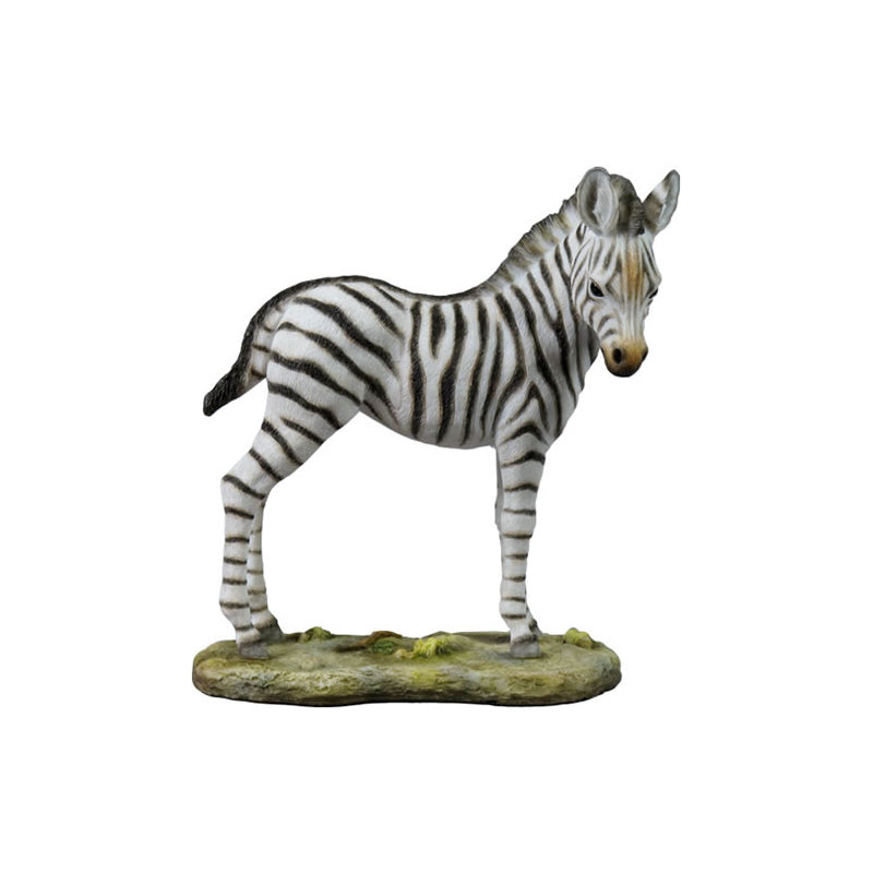 Baby Zebra